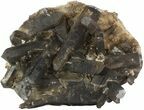 Huge, Smoky Quartz Cluster - Brazil (Special Price) #47193-2